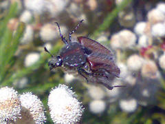 Trichostetha capensis