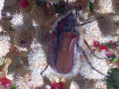 Trichostetha capensis