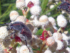 Trichostetha capensis