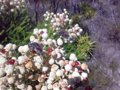 Trichostetha capensis