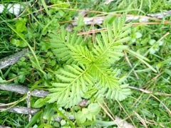 Tagetes foetidissima