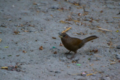 Trochalopteron lineatum