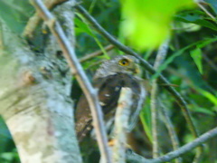 Glaucidium sanchezi