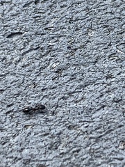 Temnothorax schaumii