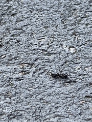 Temnothorax schaumii