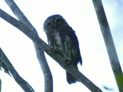 Glaucidium sanchezi