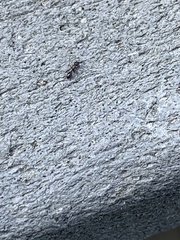 Temnothorax schaumii