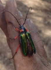 Crioprosopus basileus