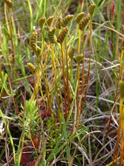 Schizaea pusilla