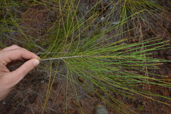 Casuarina collina