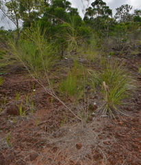 Casuarina collina