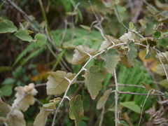Rubus indicus