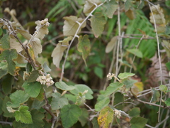 Rubus indicus