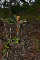 Alphitonia neocaledonica