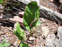 Danaus gilippus