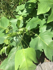 Liriodendron tulipifera