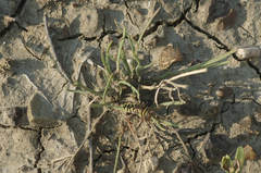 Megacyllene angulifera