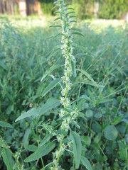 Amaranthus obcordatus