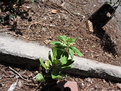 Danaus gilippus