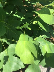 Liriodendron tulipifera