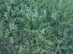 Amaranthus obcordatus