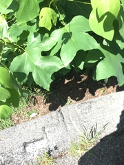 Liriodendron tulipifera