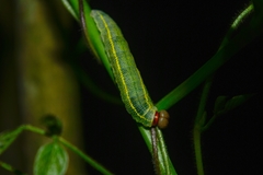 Hesperiidae