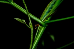 Hesperiidae