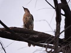 Turdus grayi