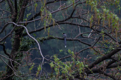 Urocissa flavirostris