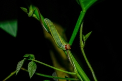 Hesperiidae