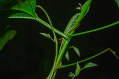 Hesperiidae
