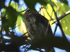 Glaucidium sanchezi
