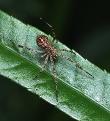 Janula bicornis