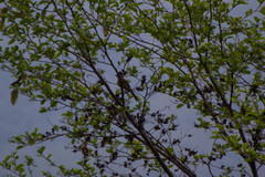 Grammatoptila striata