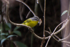 Phylloscopus xanthoschistos