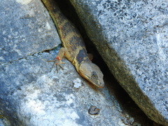 Xenosaurus platyceps