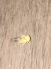 Populicerus suturalis