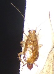 Neoblattellini