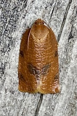 Choristoneura obsoletana