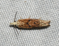 Eucosma ochrocephala