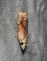 Eucosma ochrocephala