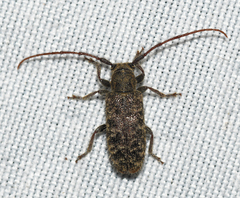 Eupogonius pauper