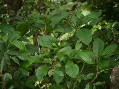 Rauvolfia verticillata