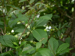 Rauvolfia verticillata