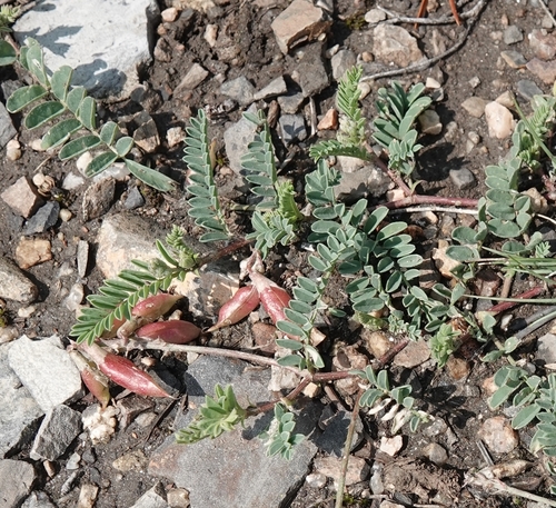 Image of Astragalus hallii by (c) Colin Croft, some rights reserved (CC BY)