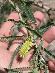 Prosopis palmeri
