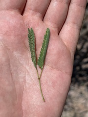 Prosopis palmeri