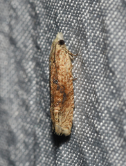 Eucosma ochrocephala
