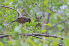 Trochalopteron variegatum